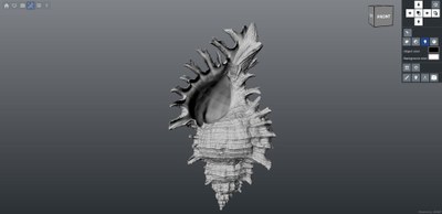 chicoreus.jpg