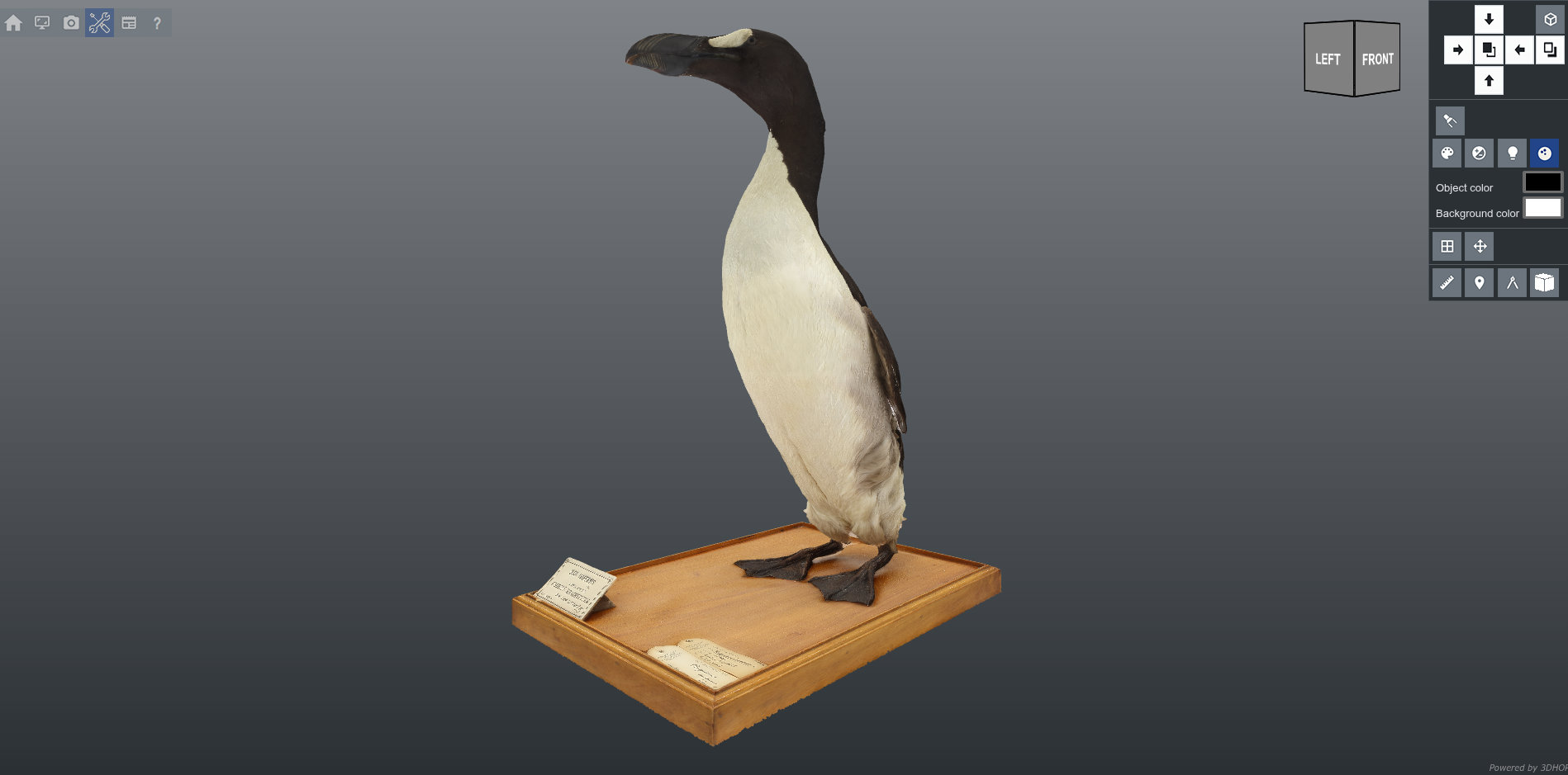 grand-pingouin.jpg