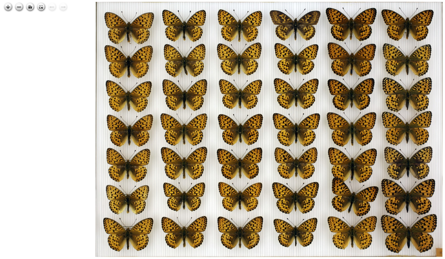insectboxIIIF.jpg